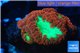 Blastomussa wellsi red green 6-7 polyps WYSIWYG acclimaté