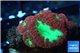 Blastomussa wellsi red green 6-7 polyps WYSIWYG acclimaté