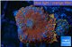 Rhodactis red blue superman 2 polyps WYSIWYG acclimaté