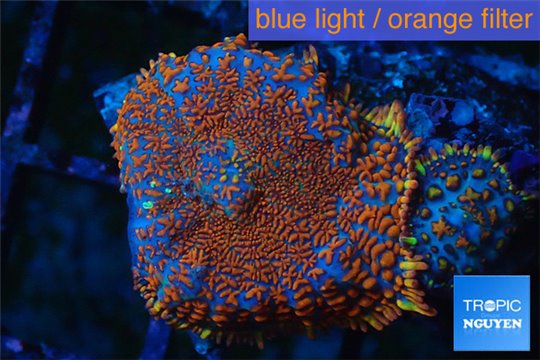 Rhodactis red blue superman 2 polyps WYSIWYG acclimaté