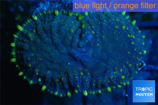 Rhodactis purple blue yellow tips Tonga 1 polyp WYSIWYG acclimaté