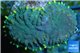 Rhodactis purple blue yellow tips Tonga 1 polyp WYSIWYG acclimaté