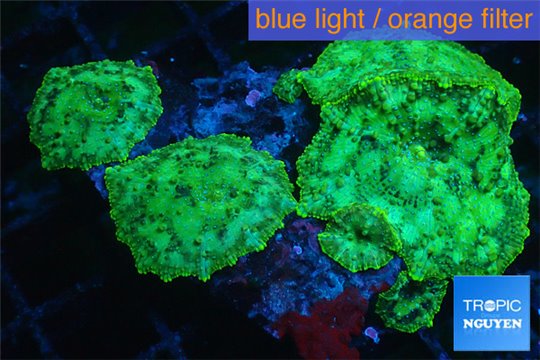 Discosoma vulcans 5-6 polyps WYSIWYG acclimaté