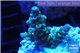 Acropora tenuis green purple 2-4 cm WYSIWYG acclimaté