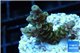 Acropora tenuis green purple 2-4 cm WYSIWYG acclimaté