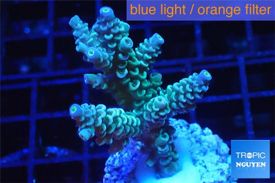 Acropora tenuis green purple 3-4 cm WYSIWYG acclimaté