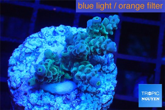 Acropora tenuis green purple 3-4 cm WYSIWYG acclimaté