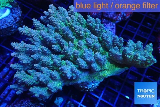 Acropora strawberry short cake Australia premium 9-12 cm WYSIWYG acclimaté