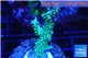 Acropora microclados green 3-4 cm WYSIWYG acclimaté