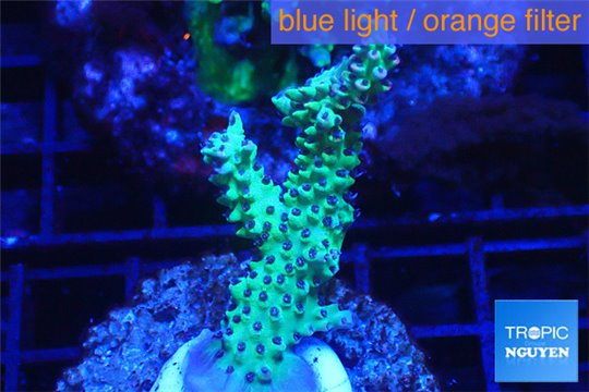 Acropora microclados green 3-4 cm WYSIWYG acclimaté