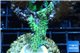 Acropora microclados green 3-4 cm WYSIWYG acclimaté