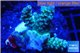 Acropora tenuis green purple 2-4 cm WYSIWYG acclimaté