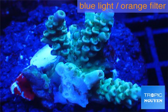 Acropora tenuis green purple 2-4 cm WYSIWYG acclimaté