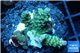 Acropora tenuis green purple 2-4 cm WYSIWYG acclimaté