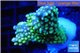 Acropora green pink tip 3-4 cm WYSIWYG acclimaté