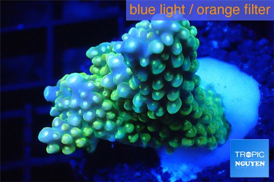 Acropora green pink tip 3-4 cm WYSIWYG acclimaté