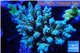 Acropora tenuis green purple 7-11 cm WYSIWYG acclimaté