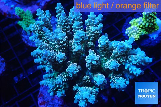 Acropora tenuis green purple 7-11 cm WYSIWYG acclimaté