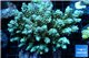 Acropora tenuis green purple 7-11 cm WYSIWYG acclimaté