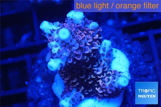 Acropora millepora pink 2-4 cm WYSIWYG acclimaté