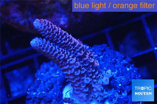 Acropora millepora pink 2-4 cm WYSIWYG acclimaté