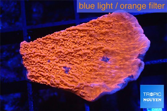 Montipora red frag 2-3 cm WYSIWYG acclimaté