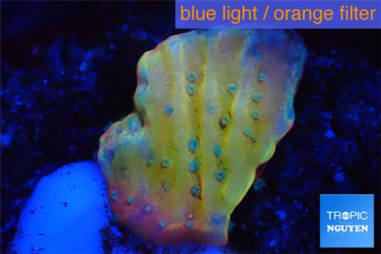 Montipora kung pao phoenix 2 cm WYSIWYG acclimaté