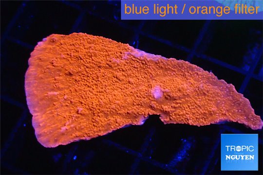 Montipora red frag 2-4 cm WYSIWYG acclimaté