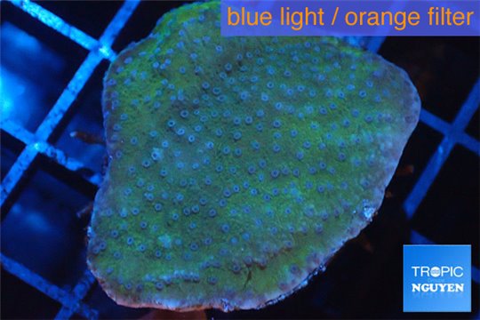 Montipora blue polyps Fijii 2-4 cm WYSIWYG acclimaté