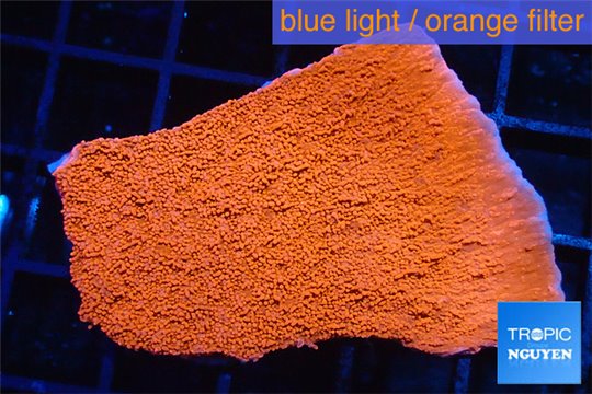 Montipora red frag 3-5 cm WYSIWYG acclimaté