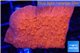 Montipora red frag 2-4 cm WYSIWYG acclimaté