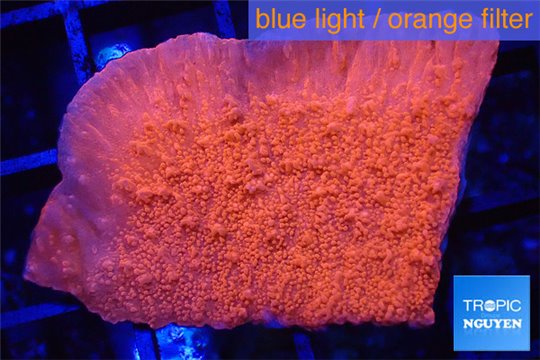 Montipora red frag 2-4 cm WYSIWYG acclimaté