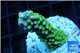 Acropora green pink tip 3-4 cm WYSIWYG acclimaté