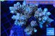 Acropora blue tip 7-11 cm WYSIWYG acclimaté