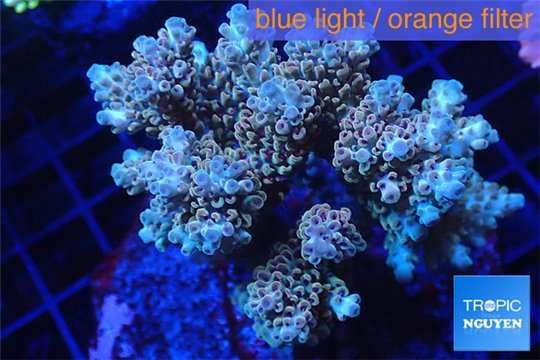 Acropora blue tip 7-11 cm WYSIWYG acclimaté