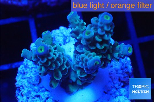 Acropora tenuis green purple 2-4 cm WYSIWYG acclimaté