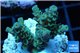 Acropora tenuis green purple 2-4 cm WYSIWYG acclimaté