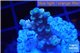 Acropora tenuis green purple 2-4 cm WYSIWYG acclimaté