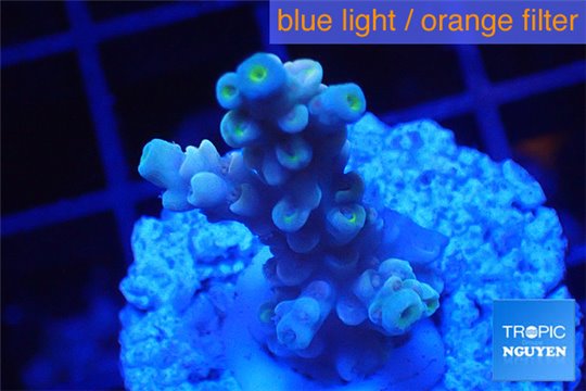 Acropora tenuis green purple 2-4 cm WYSIWYG acclimaté