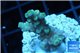 Acropora tenuis green purple 2-4 cm WYSIWYG acclimaté