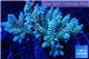 Acropora tenuis green purple 8-11 cm WYSIWYG acclimaté