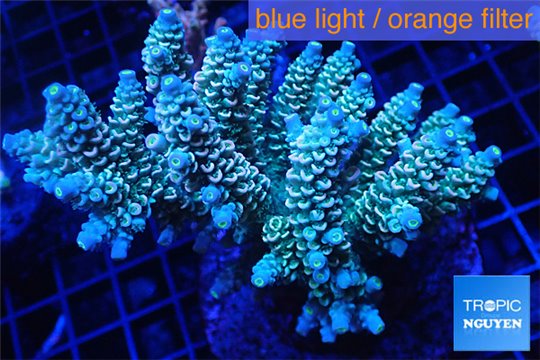 Acropora tenuis green purple 8-11 cm WYSIWYG acclimaté