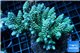 Acropora tenuis green purple 8-11 cm WYSIWYG acclimaté