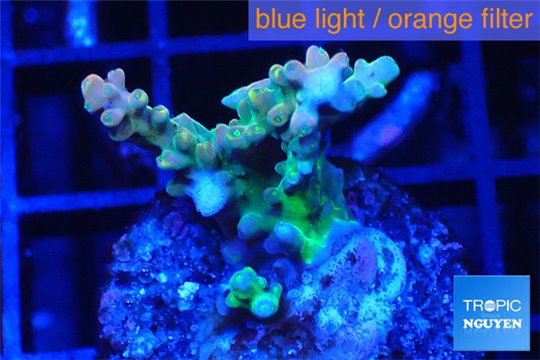 Acropora green 2-3 cm WYSIWYG acclimaté