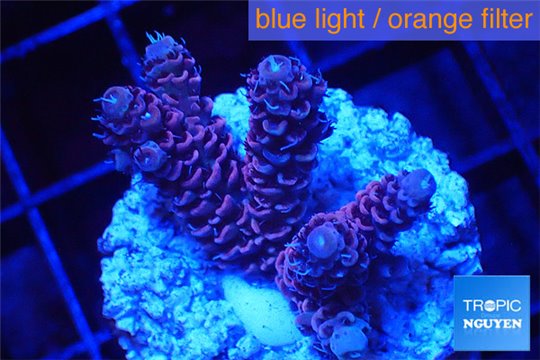 Acropora millepora pink 2-4 cm WYSIWYG acclimaté