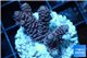 Acropora millepora pink 2-4 cm WYSIWYG acclimaté