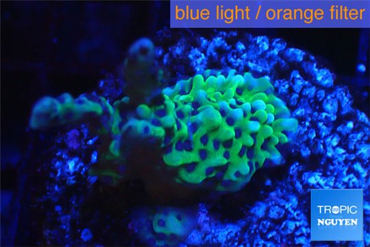 Montipora green & purple polyps 2-3 cm WYSIWYG acclimaté