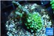 Montipora green & purple polyps 2-3 cm WYSIWYG acclimaté