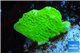 Montipora capricornis green 2-4 cm WYSIWYG acclimaté