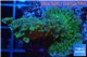 Montipora green & purple polyps 3-4 cm WYSIWYG acclimaté